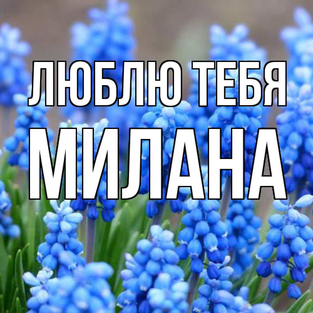 Открытка на каждый день с именем, Милана Люблю тебя Поздравительная открытка для женщин с цветами на праздничную дату Прикольная открытка с пожеланием онлайн скачать бесплатно 