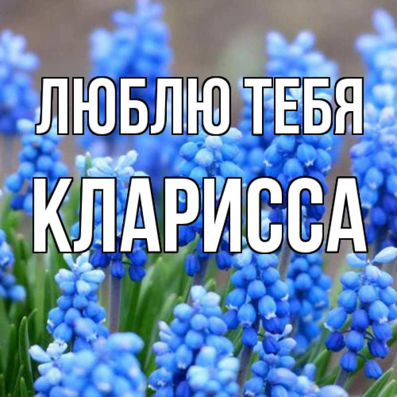 Картинка Люблю тебя, Кларисса