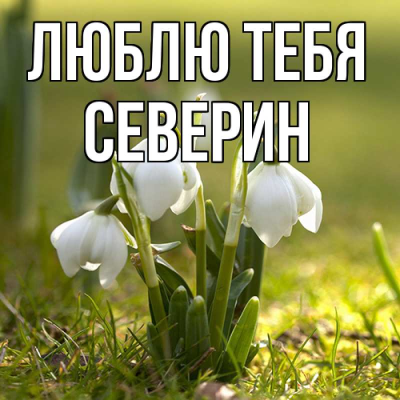 Картинка Люблю тебя, Северин