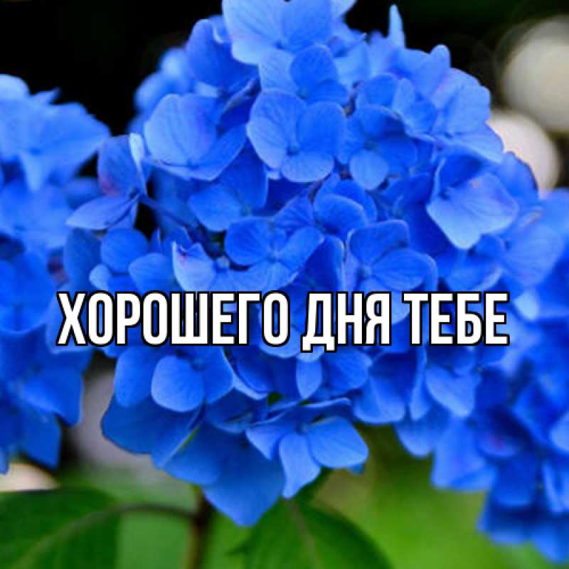Картинка Люблю тебя, Гордон