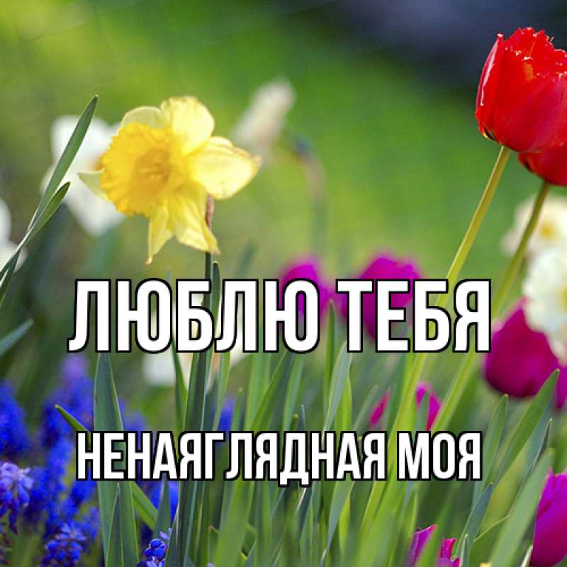 Картинка Люблю тебя, Ненаяглядная моя