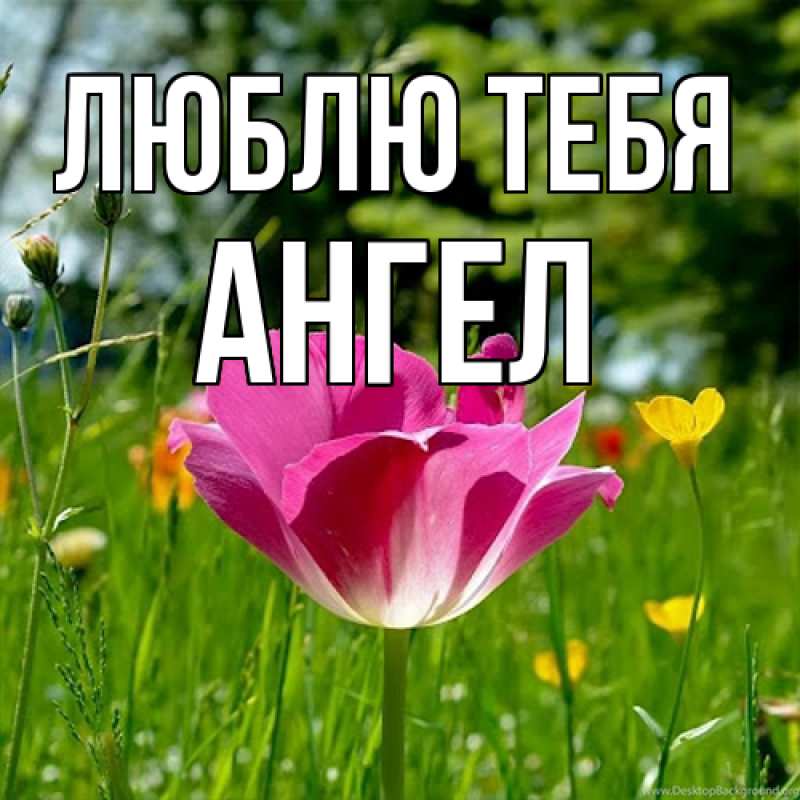 Картинка Люблю тебя, Ангел