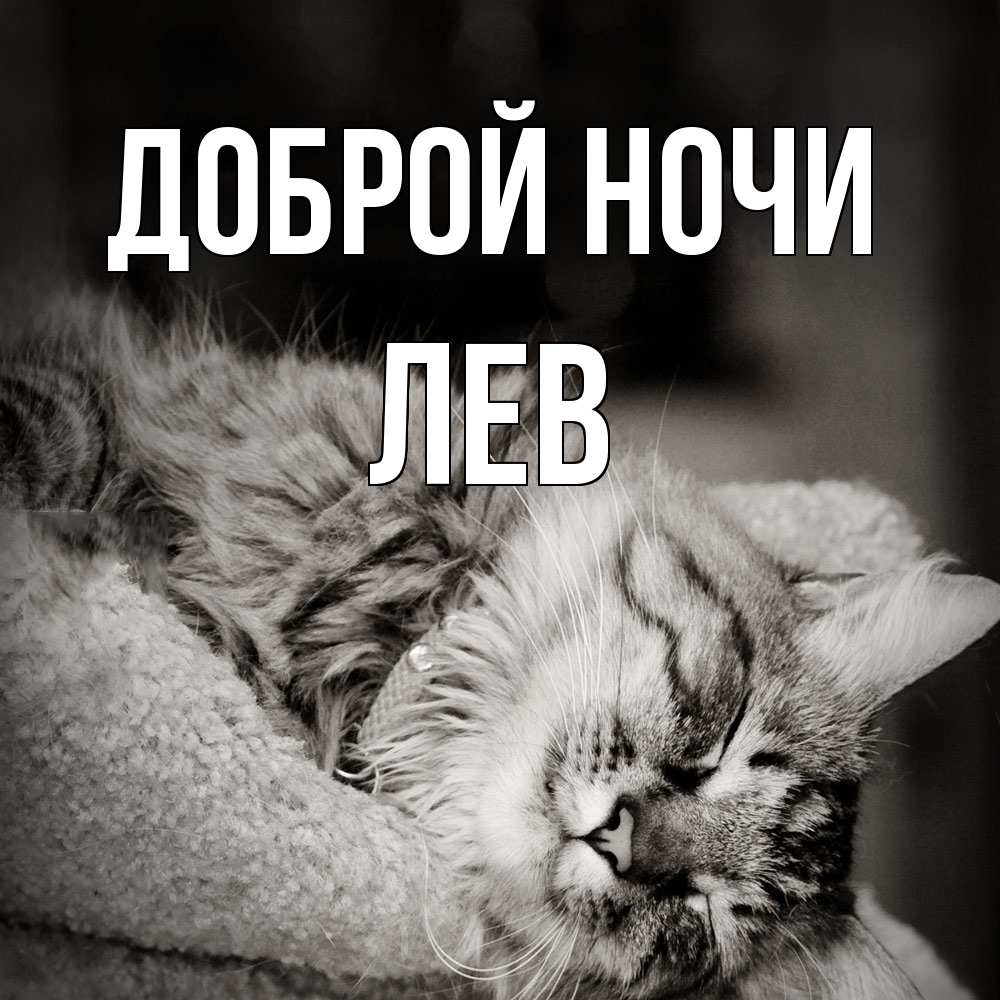 Открытка на каждый день с именем, Лев Доброй ночи котярик пушистый Прикольная открытка с пожеланием онлайн скачать бесплатно 
