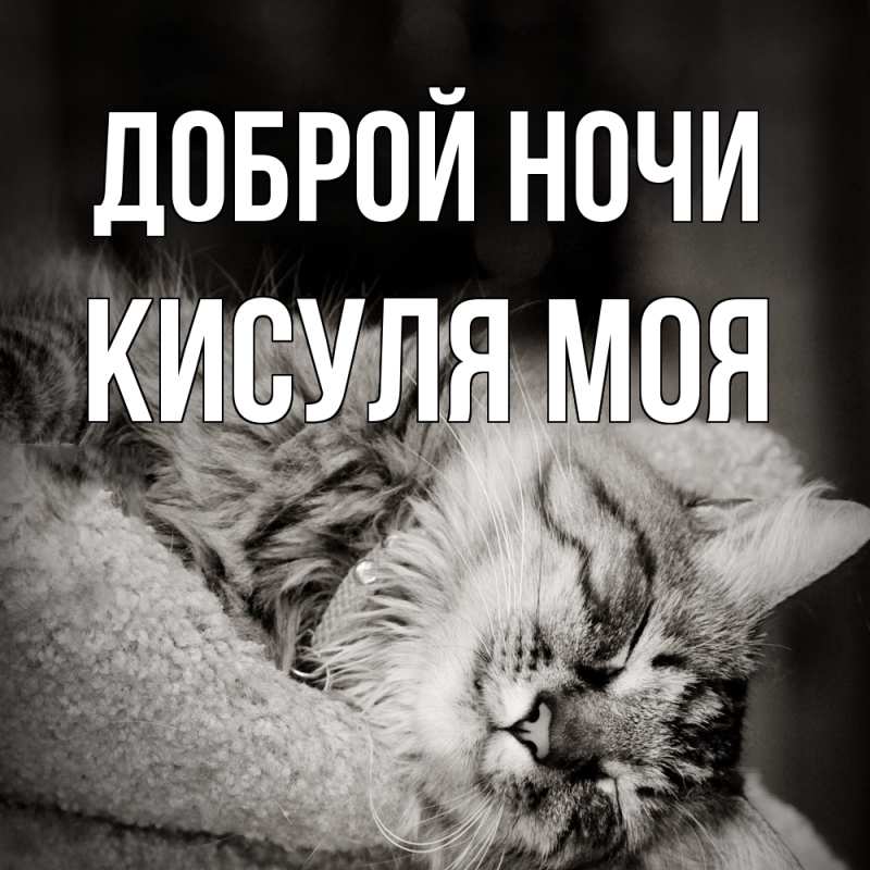 Картинка Доброй ночи, Кисуля моя