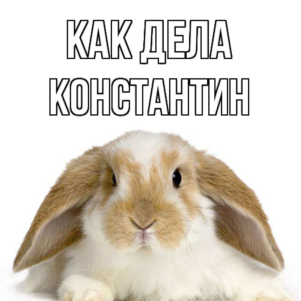 Открытка на каждый день с именем, Константин Как дела с животными Прикольная открытка с пожеланием онлайн скачать бесплатно 
