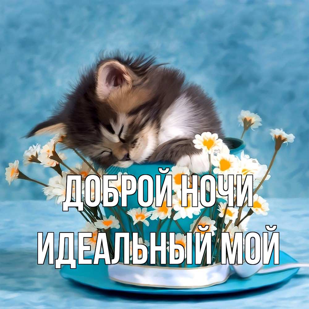 Открытка на каждый день с именем, Идеальный-мой Доброй ночи котенок спит в кружке с блюдцем Прикольная открытка с пожеланием онлайн скачать бесплатно 