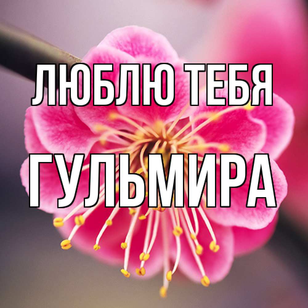 Открытка на каждый день с именем, Гульмира Люблю тебя цветы Прикольная открытка с пожеланием онлайн скачать бесплатно 