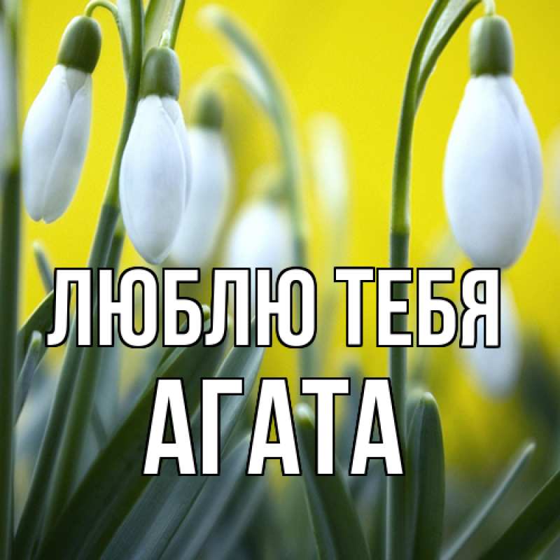 Картинка Люблю тебя, Агата