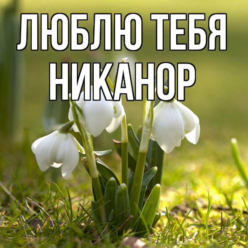 Картинка Люблю тебя, Никанор