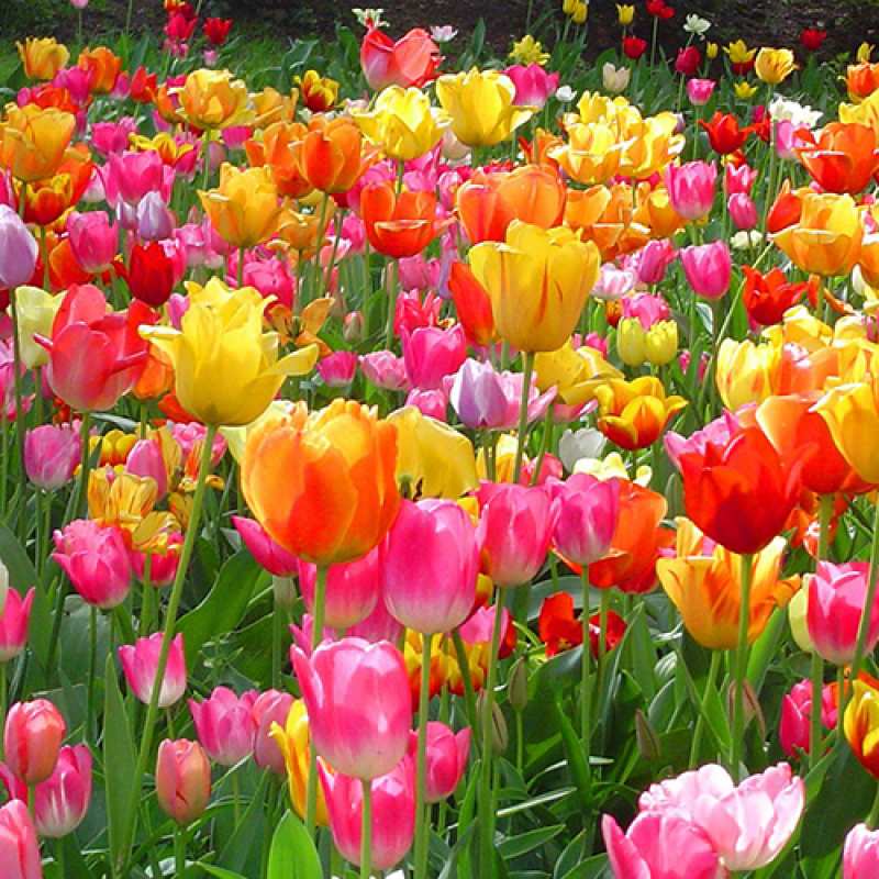 Картинка Люблю тебя, Измаил