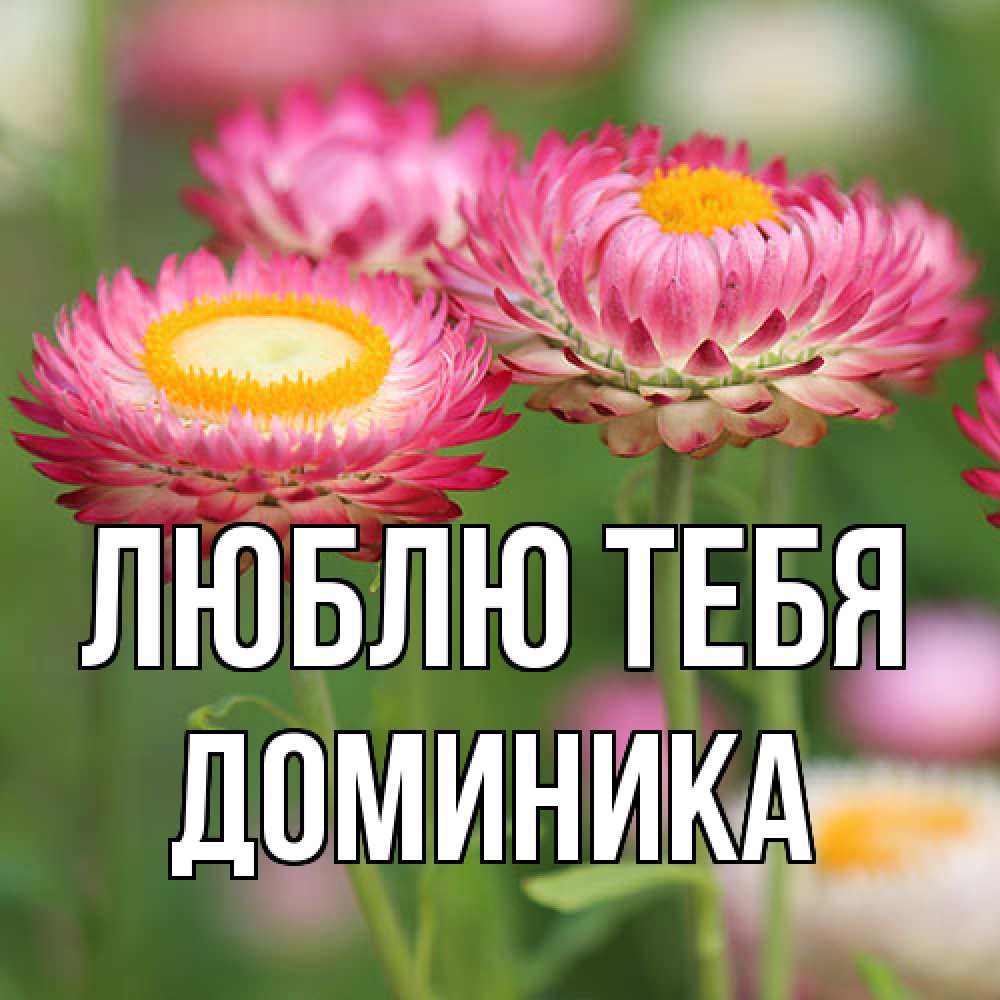 Открытка на каждый день с именем, Доминика Люблю тебя подарок на международный женский день Прикольная открытка с пожеланием онлайн скачать бесплатно 