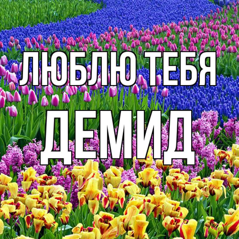 Картинка Люблю тебя, Демид