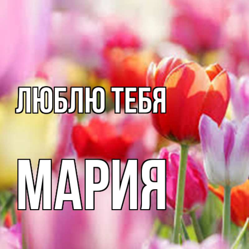 Картинка Люблю тебя, Мария