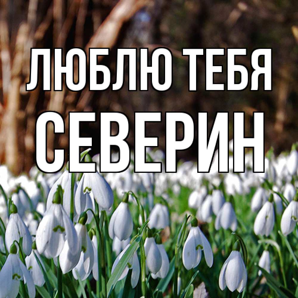 Открытка на каждый день с именем, Северин Люблю тебя с подснежниками 1 Прикольная открытка с пожеланием онлайн скачать бесплатно 