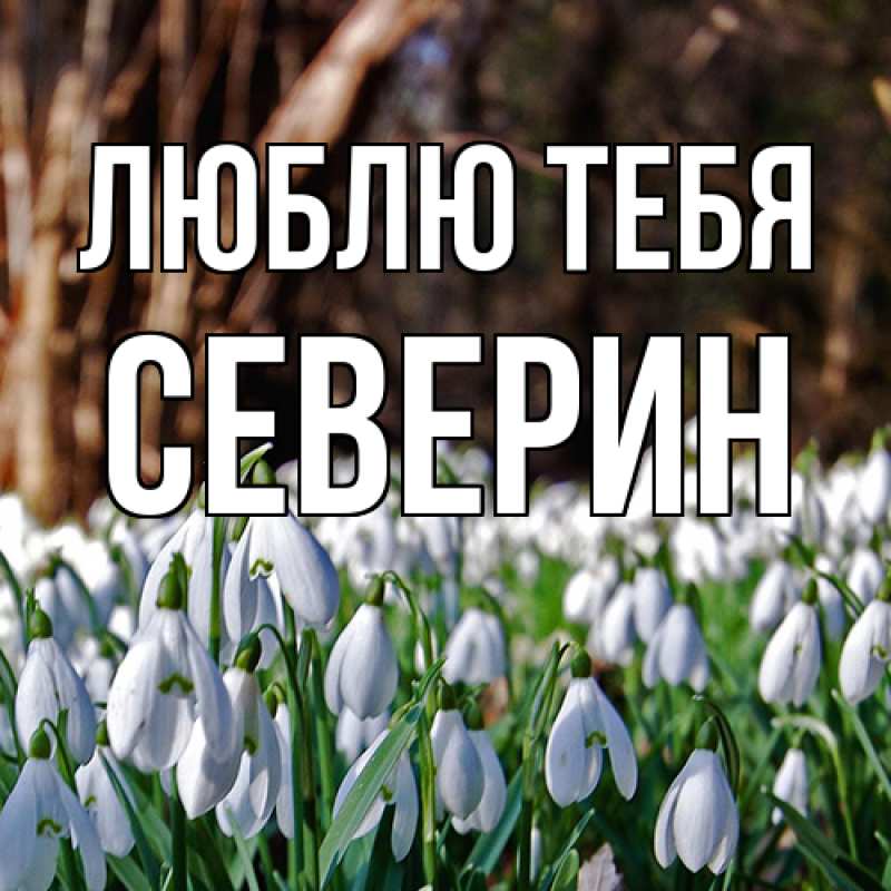 Картинка Люблю тебя, Северин