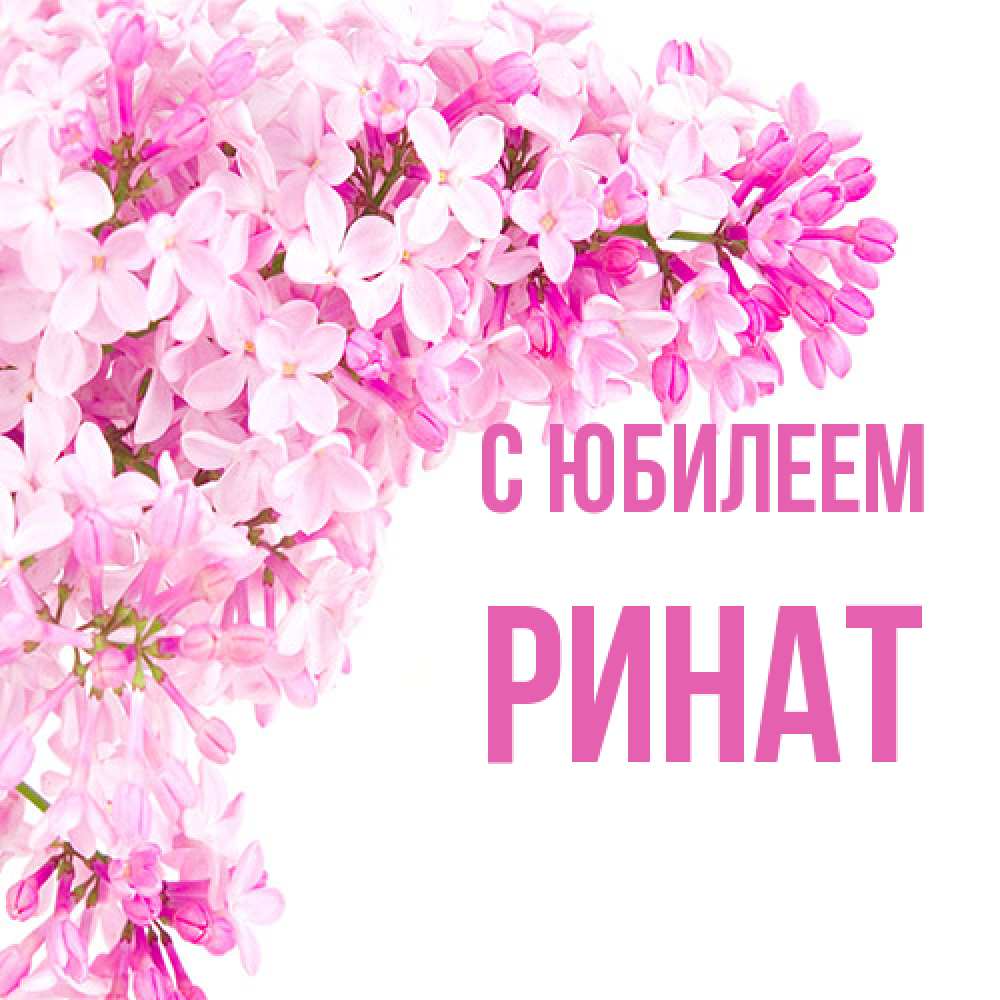 Открытка на каждый день с именем, Ринат C юбилеем Сирень на белом фоне Прикольная открытка с пожеланием онлайн скачать бесплатно 