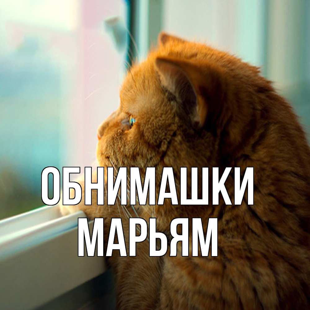 Открытка на каждый день с именем, Марьям Обнимашки большой огромный рыжий котяра Прикольная открытка с пожеланием онлайн скачать бесплатно 
