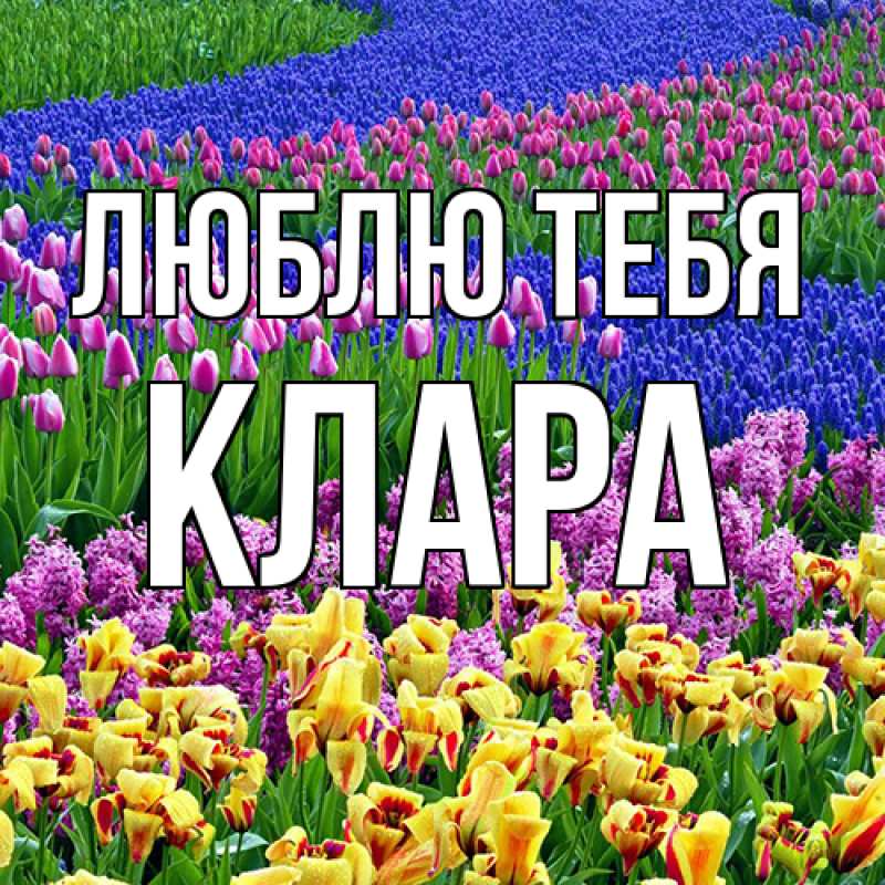 Картинка Люблю тебя, Клара