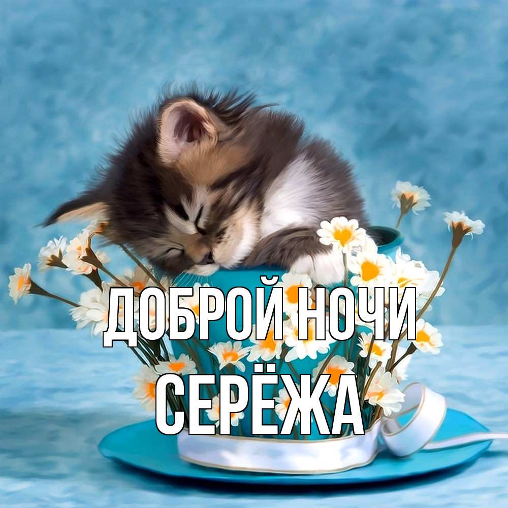 Открытка на каждый день с именем, Серёжа Доброй ночи котенок спит в кружке с блюдцем Прикольная открытка с пожеланием онлайн скачать бесплатно 