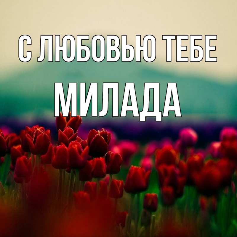 Картинка С любовью тебе, Милада