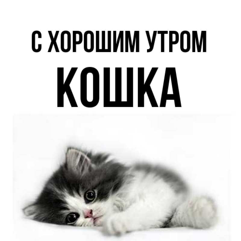 Картинка С хорошим утром, Кошка