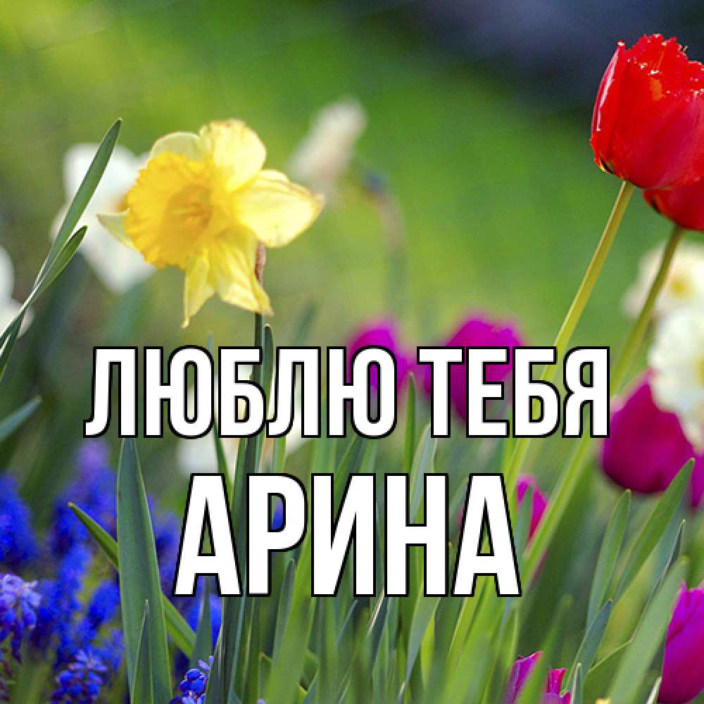 Открытка на каждый день с именем, Арина Люблю тебя международный женский день 3 Прикольная открытка с пожеланием онлайн скачать бесплатно 