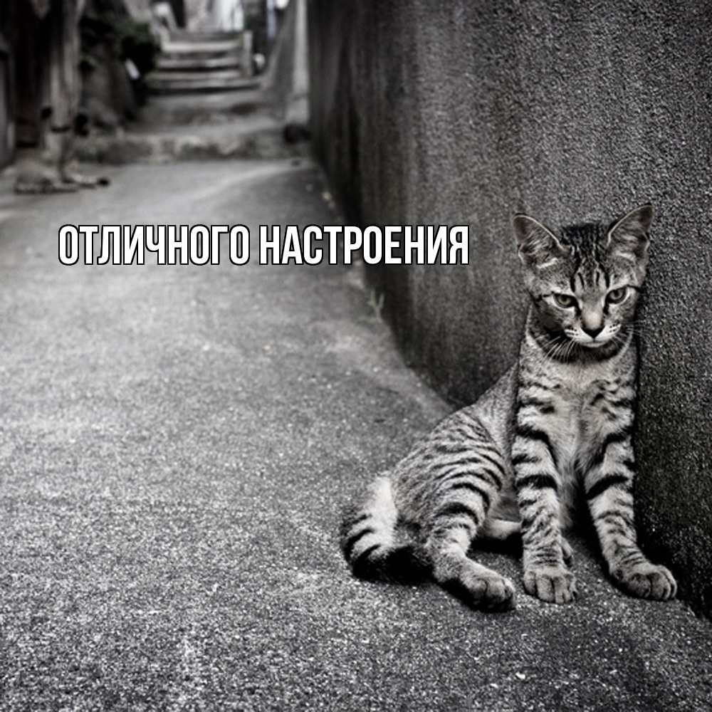 Открытка на каждый день с именем, Песподобная Скучашки одиноко котику Прикольная открытка с пожеланием онлайн скачать бесплатно 