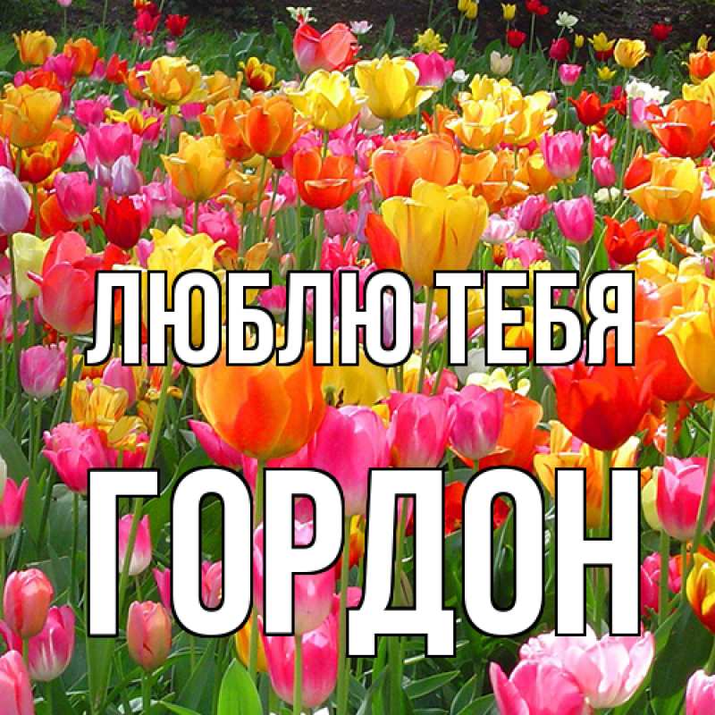 Картинка Люблю тебя, Гордон