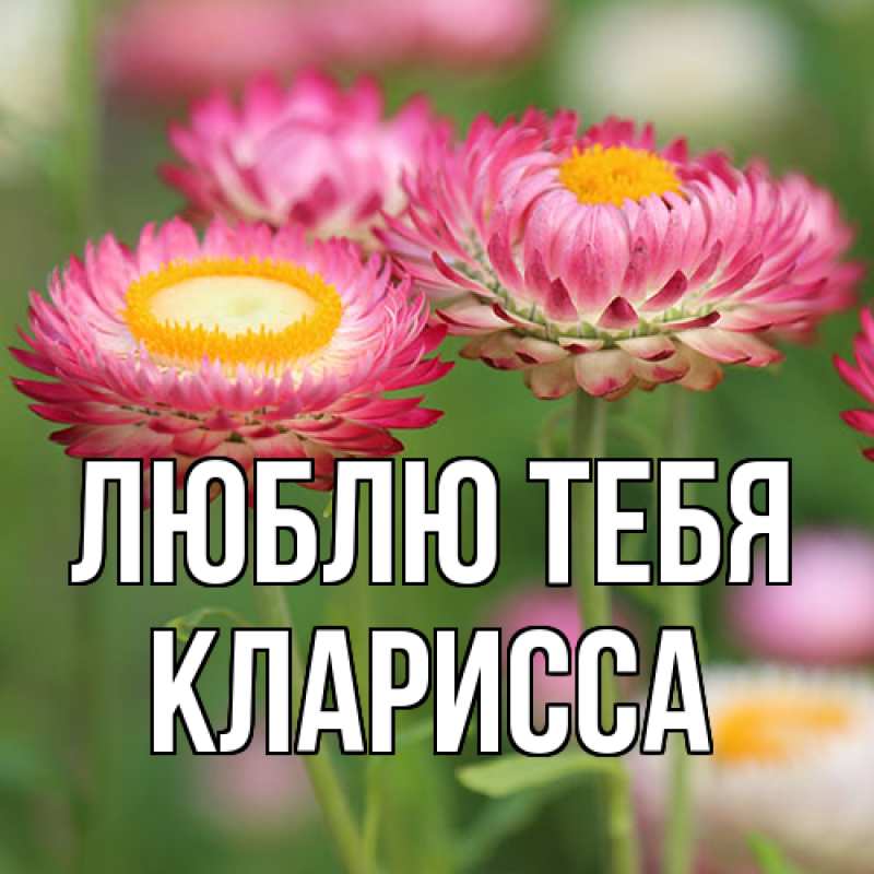 Картинка Люблю тебя, Кларисса