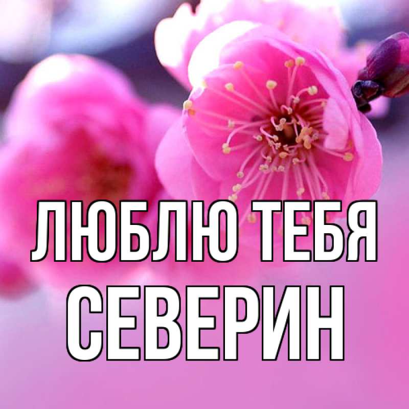 Картинка Люблю тебя, Северин