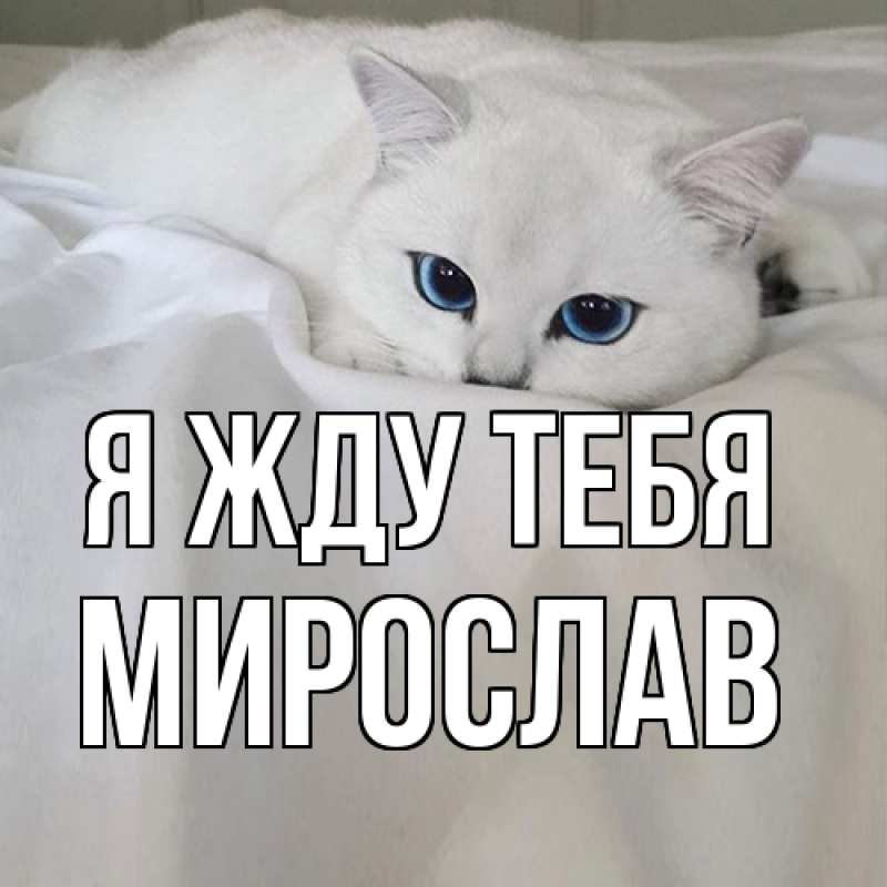 Картинка Я жду тебя, Мирослав