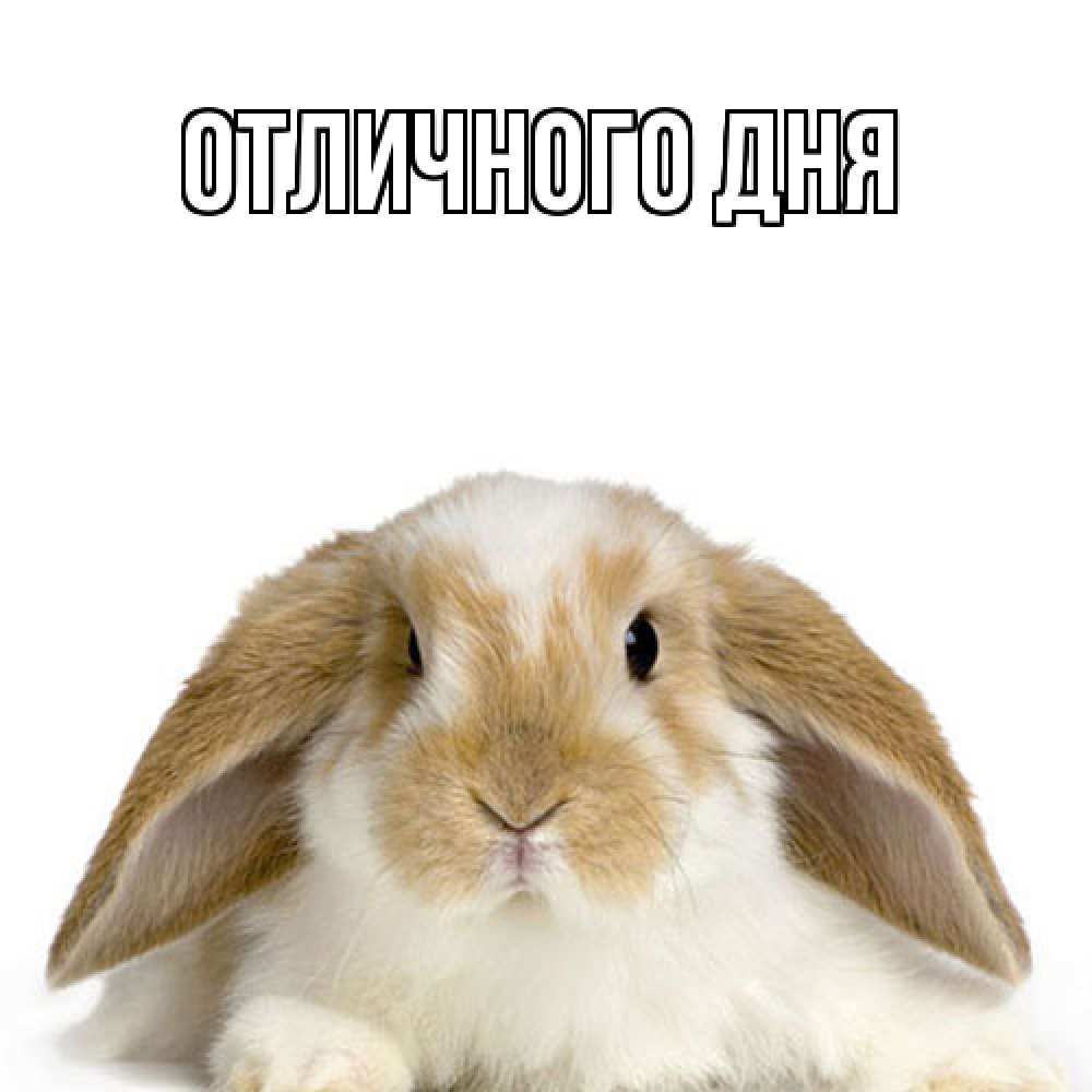 Открытка на каждый день с именем, Яков Как дела с животными Прикольная открытка с пожеланием онлайн скачать бесплатно 