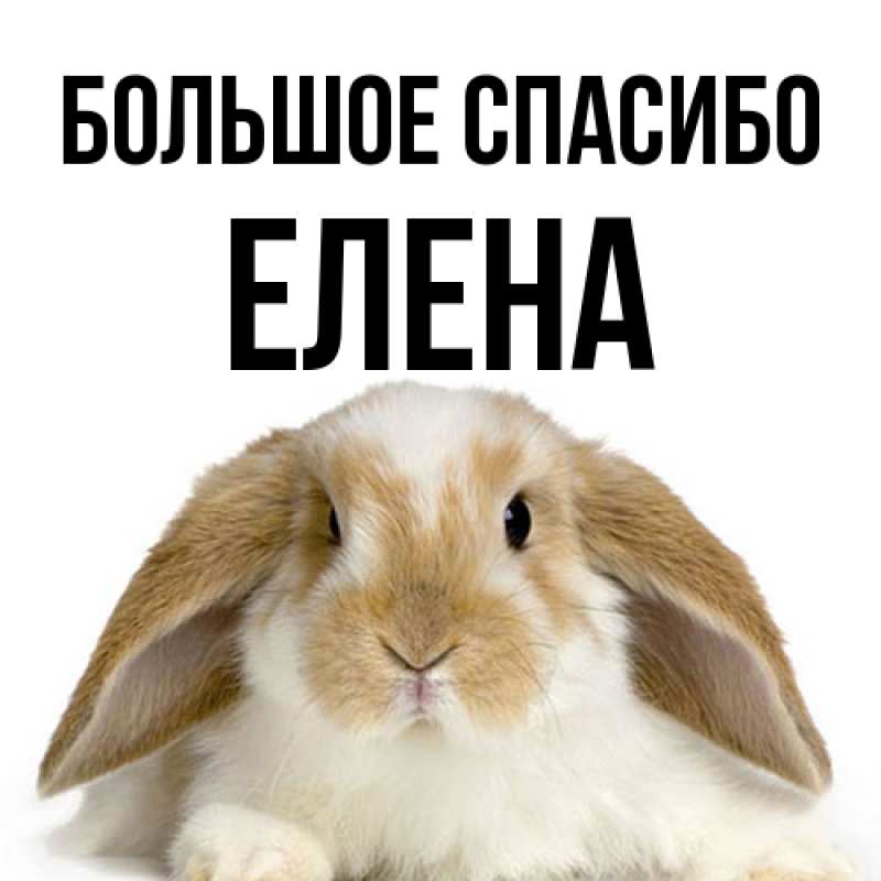 Картинка Большое спасибо, Елена