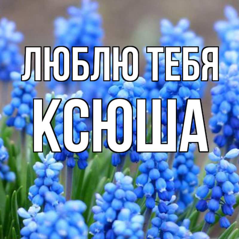 Картинка Люблю тебя, Ксюша