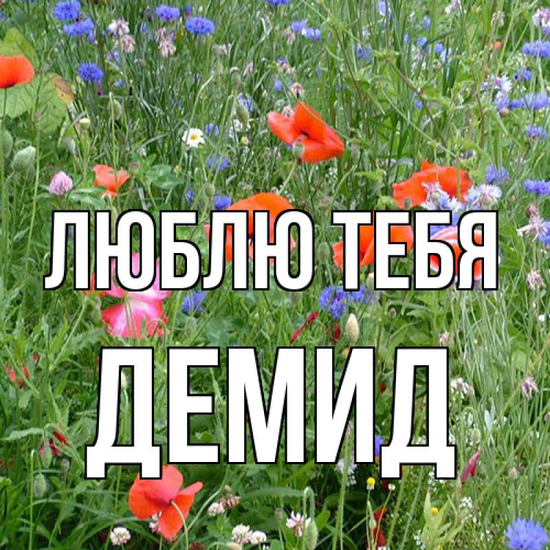 Картинка Люблю тебя, Демид
