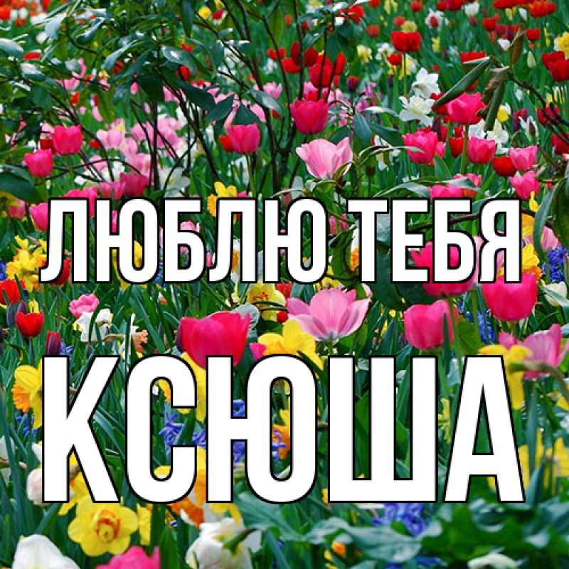 Картинка Люблю тебя, Ксюша