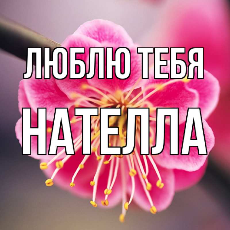 Картинка Люблю тебя, Нателла