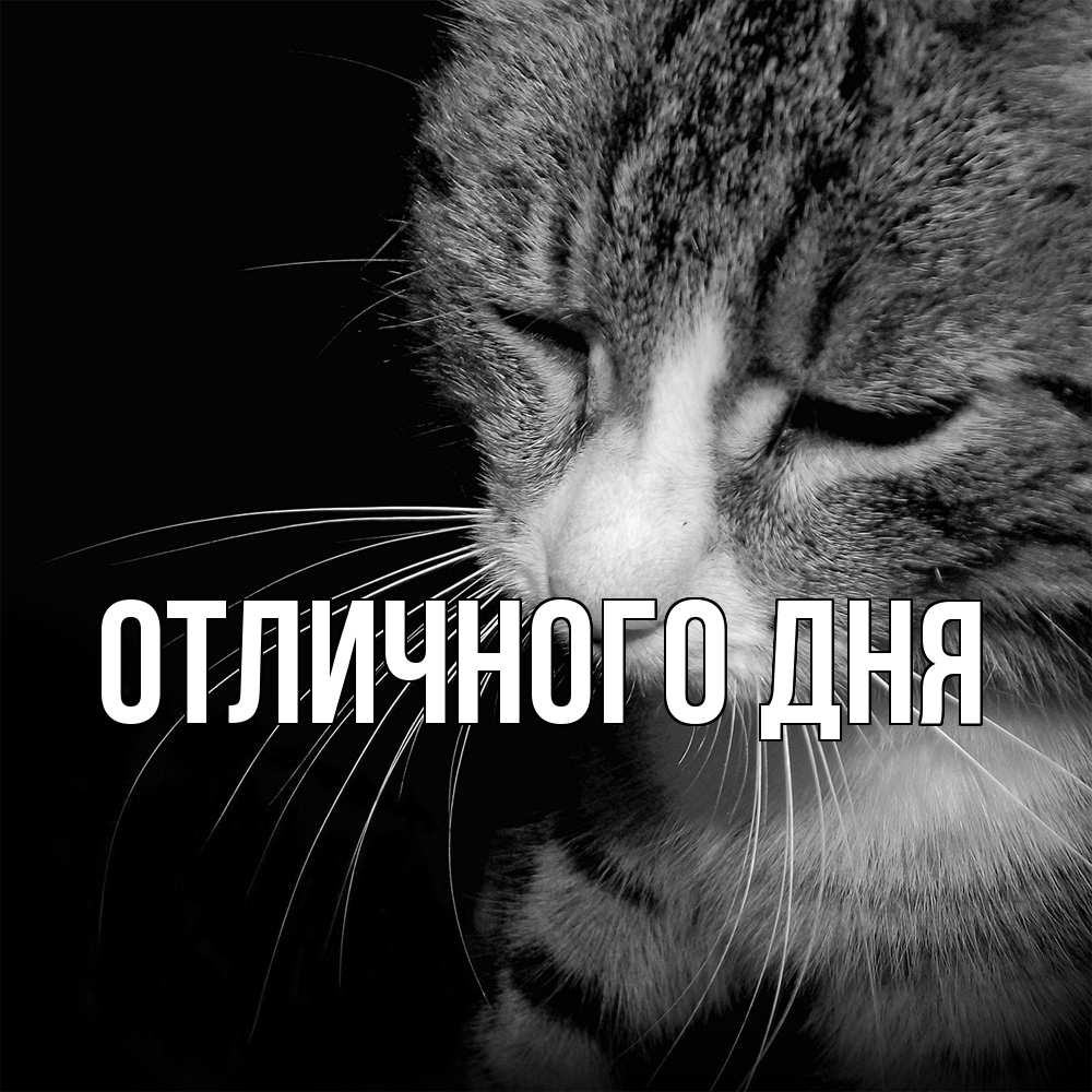 Открытка на каждый день с именем, Дима Скучашки мне скучно Прикольная открытка с пожеланием онлайн скачать бесплатно 