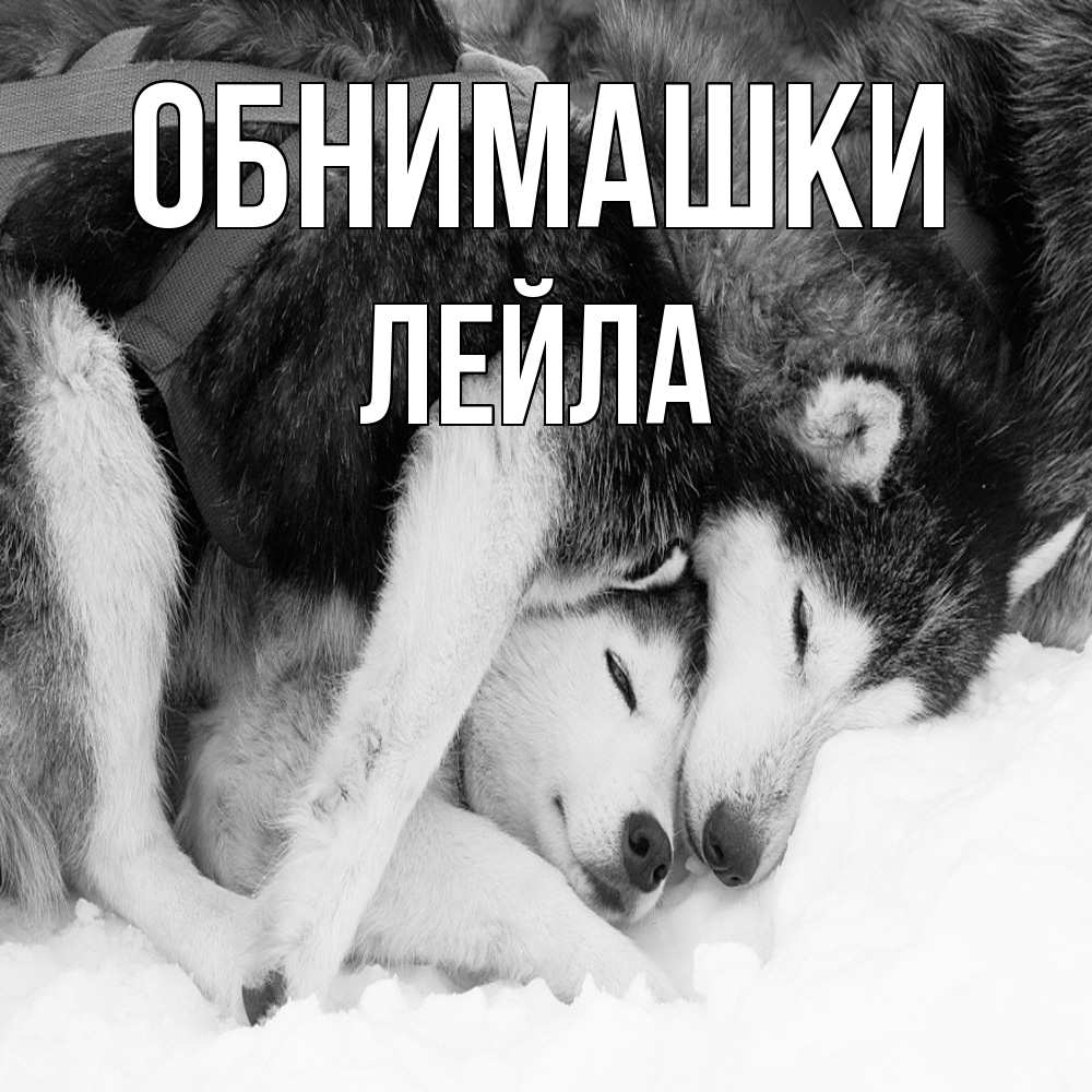 Открытка на каждый день с именем, Лейла Обнимашки собачки в упряжке Прикольная открытка с пожеланием онлайн скачать бесплатно 