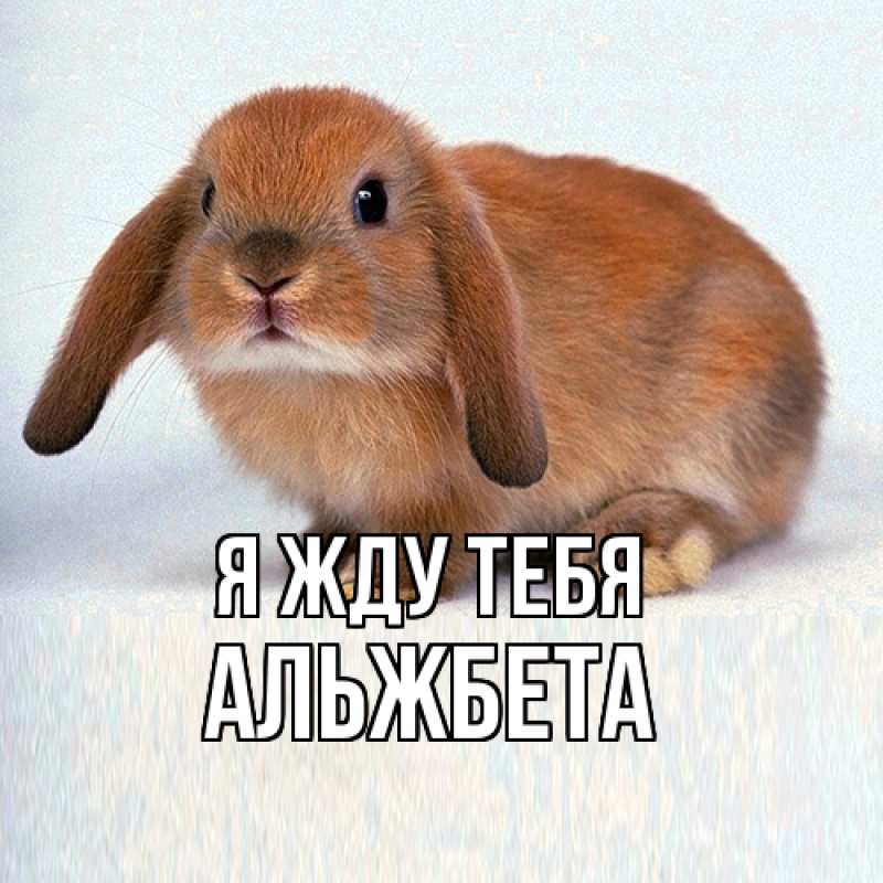 Картинка Я жду тебя, Альжбета