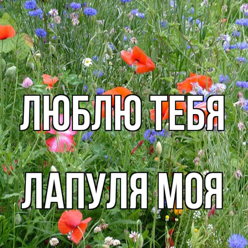 Картинка Люблю тебя, Лапуля моя