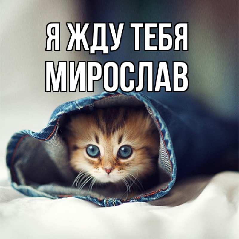 Картинка Я жду тебя, Мирослав