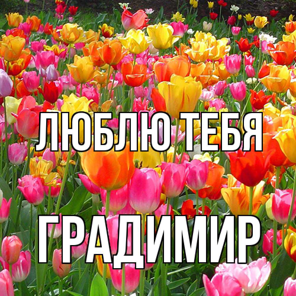 Открытка на каждый день с именем, Градимир Люблю тебя на международный женский день Прикольная открытка с пожеланием онлайн скачать бесплатно 