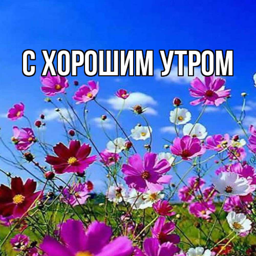 Открытка на каждый день с именем, Дима Люблю тебя цветы Прикольная открытка с пожеланием онлайн скачать бесплатно 