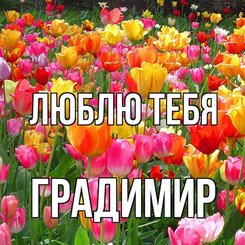 Картинка Люблю тебя, Градимир
