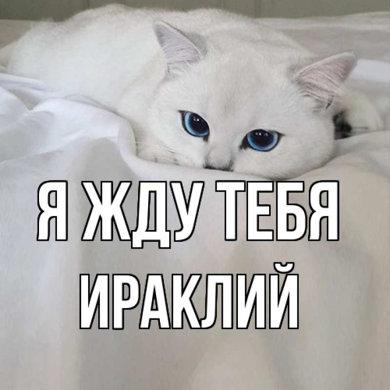 Картинка Я жду тебя, Ираклий