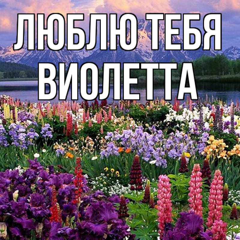 Картинка Люблю тебя, Виолетта
