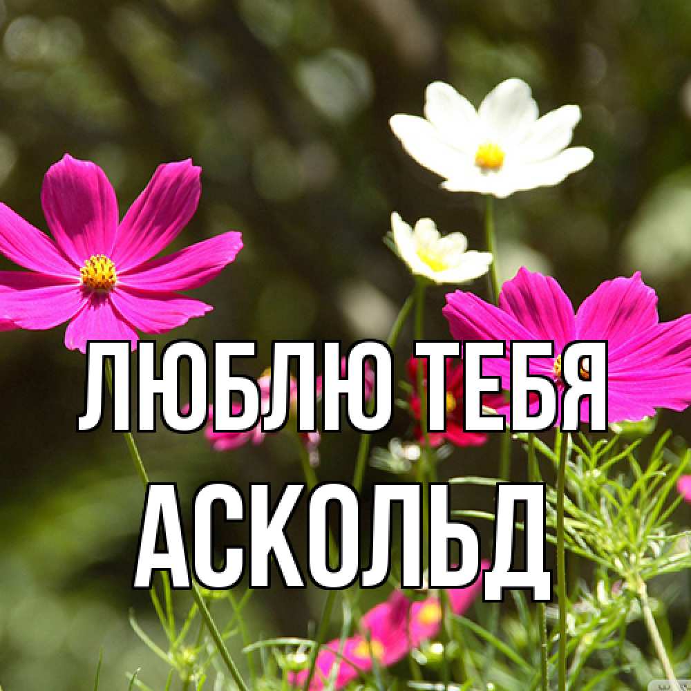 Открытка на каждый день с именем, Аскольд Люблю тебя цветы Прикольная открытка с пожеланием онлайн скачать бесплатно 