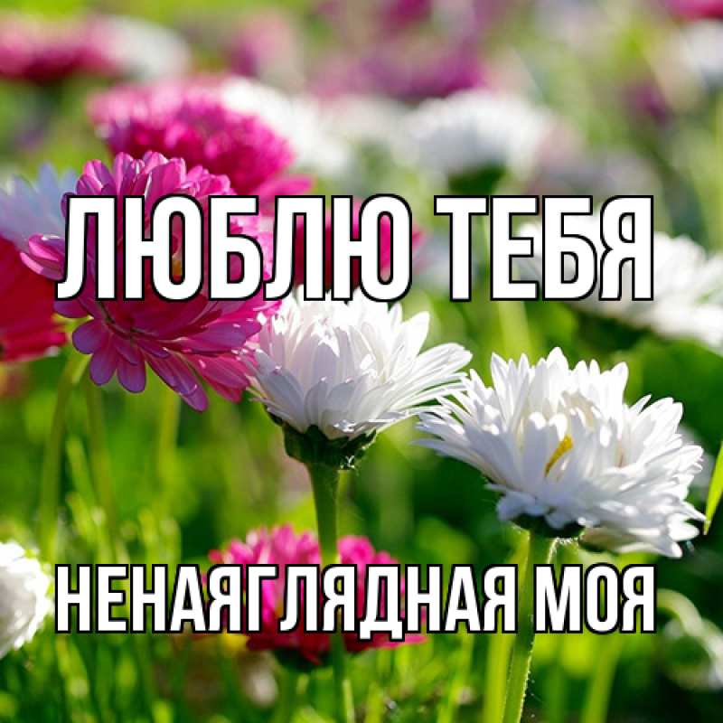 Картинка Люблю тебя, Ненаяглядная моя