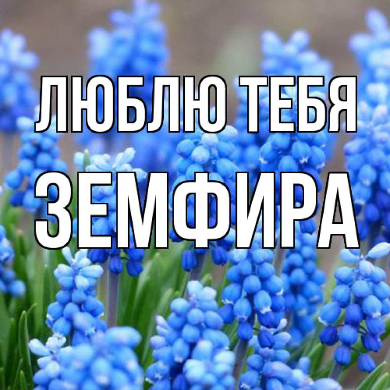 Картинка Люблю тебя, Земфира